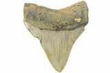 Juvenile Megalodon Tooth - North Carolina #225798-1